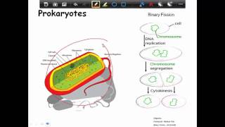 Prokaryotic Cells 1 [upl. by Icaj]