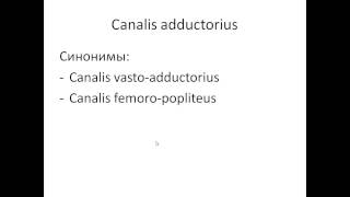 Топография Canalis femoralis pptx [upl. by Gathard]