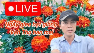 ngày gieo vạn thọ ban mai nở hoa đúng tết [upl. by Maxwell]