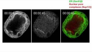 biosights August 8 2011  Nuclear envelope starts with a clean sheet [upl. by Grous656]