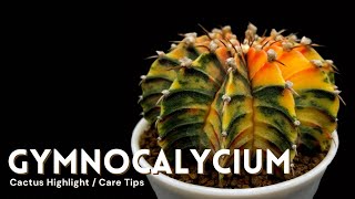 Gymnocalycium Cactus Care and Collection Tour [upl. by Nigrom]