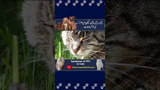 Symptoms of Feline Distemper  Parvovirus Symptoms Cats  shorts shortvideo short [upl. by Acinor443]