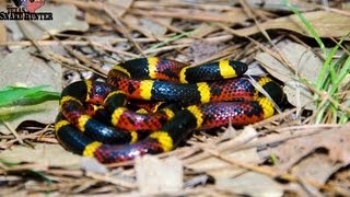 Coral Snake Vs Milksnake [upl. by Swagerty571]