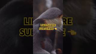 RedShanked Douc Primate 🐒 🐵 tyshorts ytshortsvideo wellness [upl. by Murdoch]