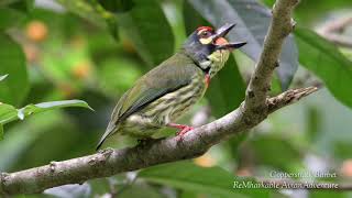 Coppersmith Barbet  Birds of the Philippines [upl. by Umeh]