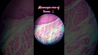 Microscopic view in histology lab histology anatomy medico neetaspirants motivation [upl. by Ahsinar]