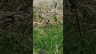 Superb fairywren a small bird with a long tail is held cocked cutebird wildbird [upl. by Russo]