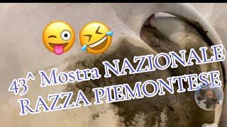 FOSSANO 43 mostra bovini razza piemonteseXil video completo della mostra DEGIOwhatsapp 3296730110 [upl. by Audly984]