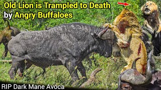 RIP Dark Mane Avoca  The Tragic End Of Male Lion Dark Mane After A Clash With Buffalo [upl. by Rukna]