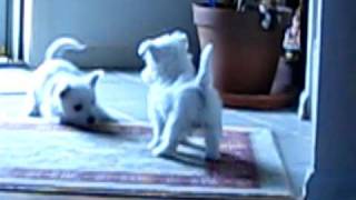 Westie Puppies 7 weeks old [upl. by Hobey844]