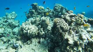 Titanic beach hurghada snorkeling [upl. by Anam]