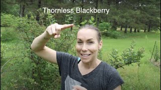 How I Prune amp Propagate Blackberries  my berry orchard [upl. by Sunny]