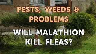 Will Malathion Kill Fleas [upl. by Eislehc969]