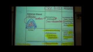 ANATOMY ENDOCRINE SYSTEM by Professor Fink [upl. by Eb]