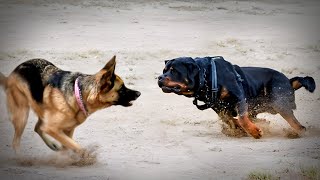 German Shepherd VS Rottweiler [upl. by Aleakcim]