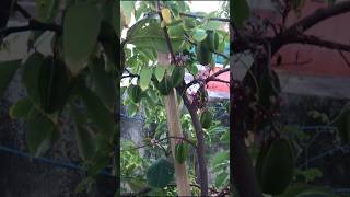 Growing Fresh Starfruit amp Guava in My Terrace Garden  Organic Gardening Tips [upl. by Lamrert679]