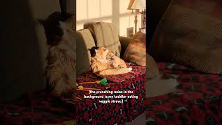 Maine coon grooming a pugchihuahua mix [upl. by Assirec]