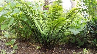 Fern  Dryopteris Wallichiana  cutting back old fronds [upl. by Firehs]