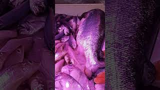 Biggest Fish Today Here in Bowrington Market salmon fish shorts music credits [upl. by Letch801]