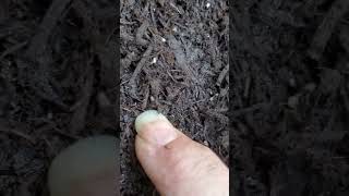 Backyard bug hunt  termites in mulch [upl. by Dnar330]