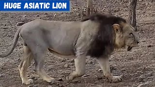 Massive Asiatic Lion in the Gir Forest  Huge Asiatic Lion  HUGE MALE LION 720p [upl. by Tonya]