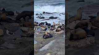 Sea Lions enjoying the king tides sealions nature beach wildlife waves [upl. by Itsym52]