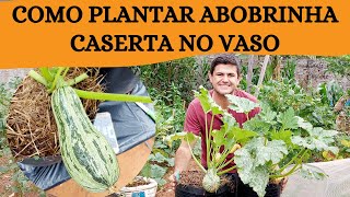 Como PLANTAR ABOBRINHA de TRONCO caserta no VASO Processo COMPLETO do plantio a colheita ORGÂNICA [upl. by Hailahk986]