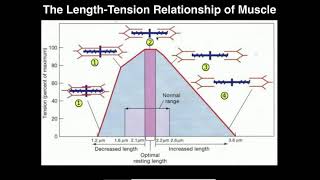 Exercise Physiology  Skeletal Muscle LengthTension Relationship [upl. by Ettenej70]