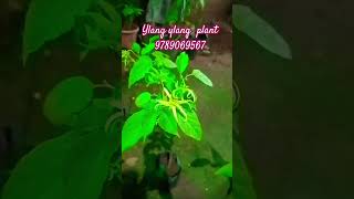 Ylang ylang Plantshortsfeed shortsviral [upl. by Sobmalarah]