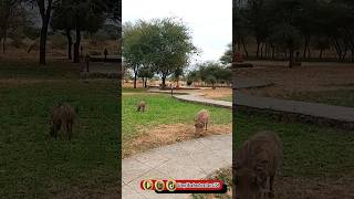 Met with PUMBA in AMBOSELI trending foryou viralvideo shorts pumba amazing wildlife love [upl. by Otes462]