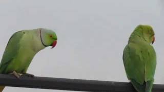 Funny Rose ringed parakeet [upl. by Aneladdam]