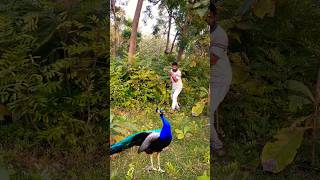 Beautiful peacock catching 😍 🦚viralvideo birds shownfeed shortsfeed reels youtube subscribe [upl. by Nylitsirk]