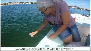 MARATHON FLORIDA KEYS Whats in the Water [upl. by Kcirdneked]