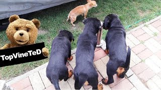 CHIHUAHUA VS ROTTWEILERS [upl. by Herodias600]