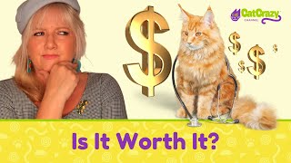 Is Pet Insurance REALLY Worth the Cost [upl. by Naihr]