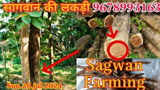 Sagwan tree farming in hindi Sagwan plant Available Wholesale Supplier Call 9678993163 sagwanplant [upl. by Gebelein]