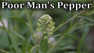 How to Identify Poor Mans Pepper Peppergrass  Lepidium virginicum [upl. by Ymarej494]