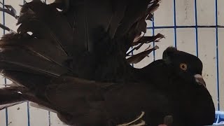 How to produce Black Fantail Pigeon  काला लक्का  কালো লক্কা [upl. by Ayrotal314]