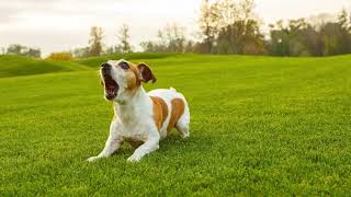 Dog barking sound effect higher pitch [upl. by Ezzo]