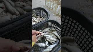 BERSIHKAN IKAN DULU [upl. by Urian33]