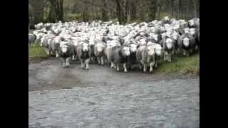 Herdwick sheep at Borrowdale Cumbria [upl. by Uase]