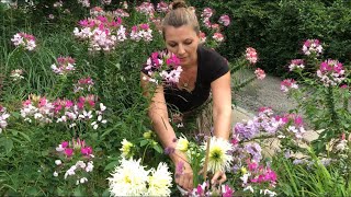 🌼 Garden tour  Cleome  Lots of Blooms 🌼 [upl. by Adyol]