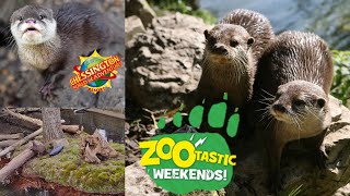 Otter Talk Zootastic Weekends 2023 at Chessington World of Adventures [upl. by Magnum]