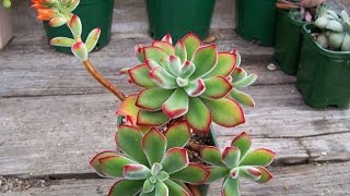 Succulents  How to Identify the Echeveria Pulvinata Ruby Blush [upl. by Ashling]