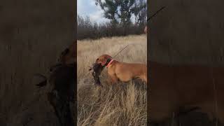 Fetching Machine vizsla pheasant huntingdog retrieve dog [upl. by Durwyn]