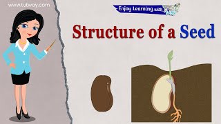 Structure of Seed and Parts of a Seed  Seed Germination  Baby Plant  Science [upl. by Teddi647]