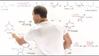 Pyrimidine Synthesis [upl. by Llenna784]