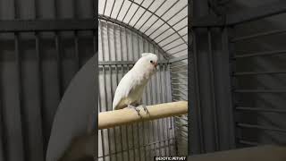 Happy Goffins Cockatoo Dancing [upl. by Emera]