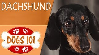 Dogs 101  DACHSHUND  Top Dog Facts About the DACHSHUND [upl. by Adnolehs]