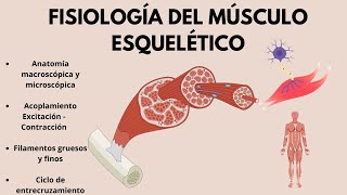 FISIOLOGÍA del músculo esquelético Acoplamiento excitación  contracción EN 20 MINUTOS [upl. by Vasyuta]